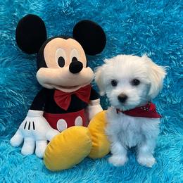 Baby Gabriel - White male Maltese puppy in Taft, Tennessee from Knight Pups