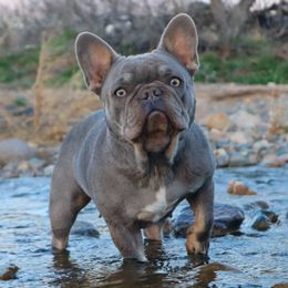 Cardi - French Bulldog