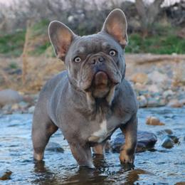 Cardi - French Bulldog