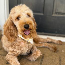Goldie - Goldendoodle