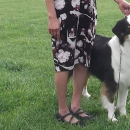 Australian Shepherds from Pauline Blake