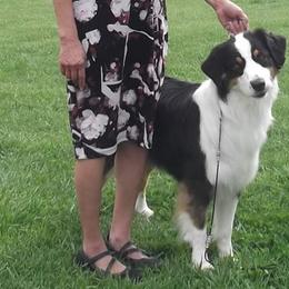 Australian Shepherds from Pauline Blake