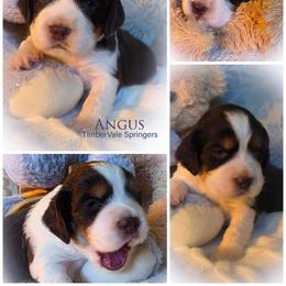 Boy 2 'Angus' - Liver white and tan male English Springer Spaniel puppy in Silverdale, Washington from TimberVale Springers