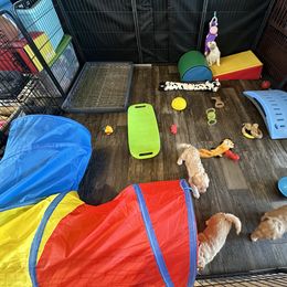 Goldendoodle Puppies from DM Hilltop FURfamily