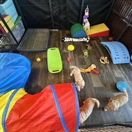 Goldendoodle Puppies from DM Hilltop FURfamily