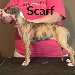 Scarf - Red brindle female Whippet puppy in Brooksville, Florida from Phasion Whippets Kimberly & Paul Norton Sr.