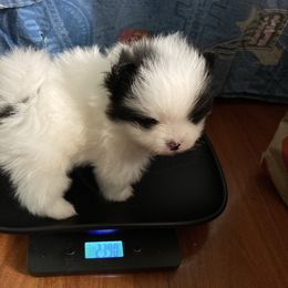 Panda - Black parti male Pomeranian puppy in Cle Elum, Oregon from Damore's Prized Poms