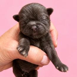 Luna - Chocolate female Shih Tzu puppy in Tallahassee, Florida from Bows and Bow Ties