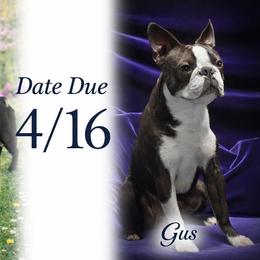 Boston Terrier puppies from Stoneridge Kennel
