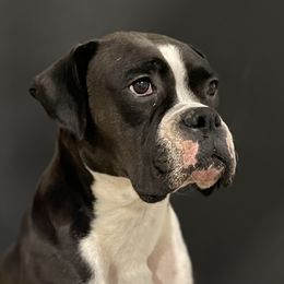 Evie - Boxer