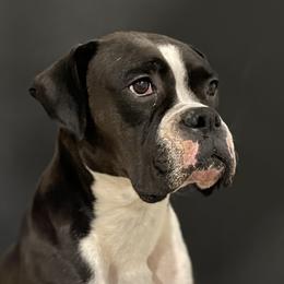 Evie - Boxer