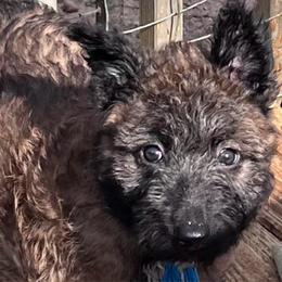 Ms. Sapphire - Fawn sable female Belgian Laekenois puppy in Ball Ground, Georgia from Coswald's