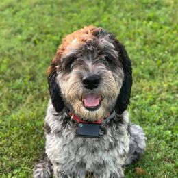 Finn - Goldendoodle