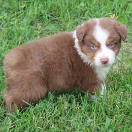Isaac - Red tri-color male Australian Shepherd puppy in Kansas, Oklahoma from Windy G Farm
