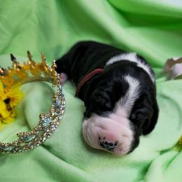 Princess Charlette - Mantle female Great Dane puppy in Brookings, South Dakota from Debonair Danes