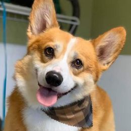 Rodeo - Pembroke Welsh Corgi