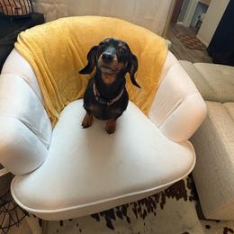 Hazel - Black and tan female Dachshund puppy in Mayville, Michigan from Teenie Little Hearts