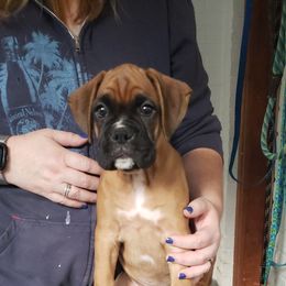 Boxer Puppies from Newcastle Boxers