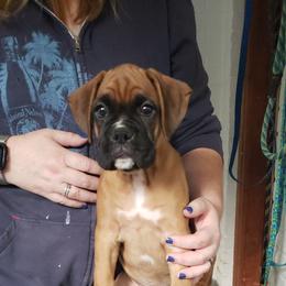 Boxer Puppies from Newcastle Boxers