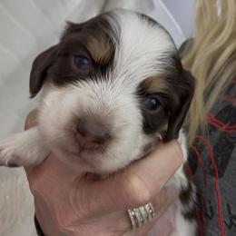 Chocolate pie - Piebald male Dachshund puppy in Mineral Wells, Texas from Chilidog Dachshunds