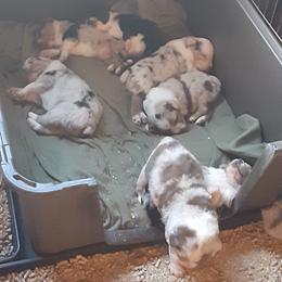 Australian Shepherd Puppies from Gardner Canyon Kennels