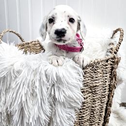 Pink - White and black female Dalmatian puppy in Gray, Georgia from Fuller Spots