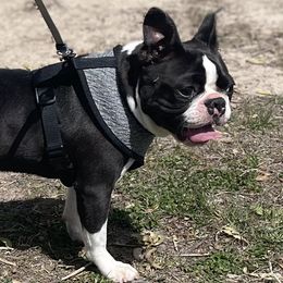 Dutchess - Boston Terrier