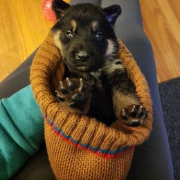 German Shepherd Puppies from Shepherds of the Hundred Acres