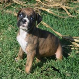 Omelet - Brindle female Boxer puppy in Earlsboro, Oklahoma from Lieben Boxers