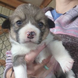 Girl 3 - Sable female Pembroke Welsh Corgi puppy in Odessa, Missouri from LOYAL T K9's CORGIS
