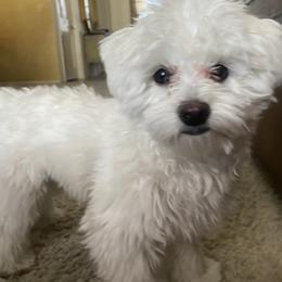 Maltese All Grown Up from Purely Maltese