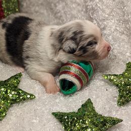 Australian Shepherd Puppies from Firelight Australian Shepherds