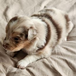 Boy 4 - Red merle male Miniature Australian Shepherd puppy in Cedar Rapids, Iowa from Bornagain Paws