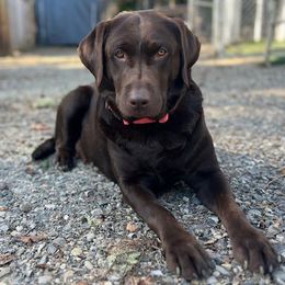 Ember - Dilute Retriever