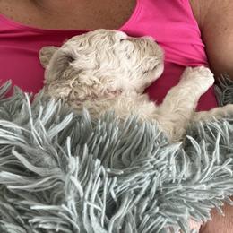 Poodle Puppies from Amanda Winrotte