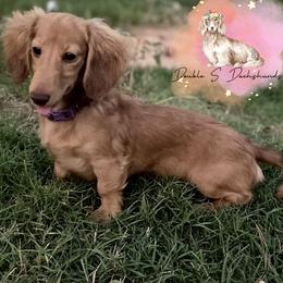 Australian Cattle Dogs and Dachshunds from Double S Kennel