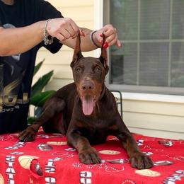Butch - Red and rust male Doberman Pinscher puppy in Stow, Ohio from Imperium Dobermann