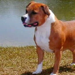 Staffordshire Bull Terriers from Aran Isle Staffords