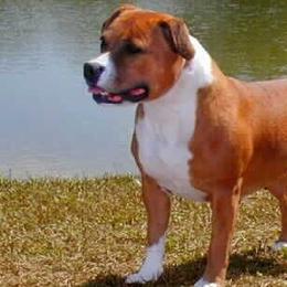 Staffordshire Bull Terriers from Aran Isle Staffords