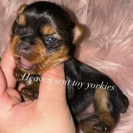 Yorkshire Terrier Puppies from Heaven_sent_toy_yorkies