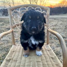 Tank - Black tri-color male Australian Shepherd puppy in Zwingle, Iowa from Homestead Aussies & Doodles