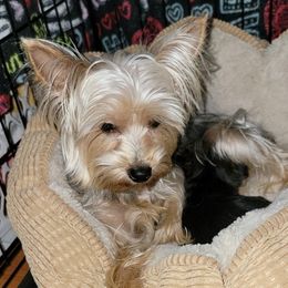 Biewer Terrier, Poodle, and Yorkshire Terrier All Grown Up from Tiny Paws Luxury Pets