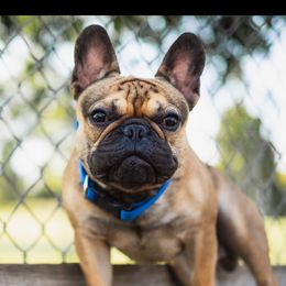 Murphy - French Bulldog