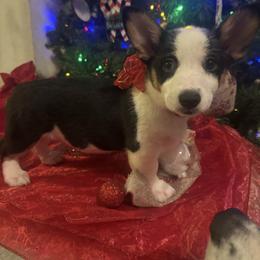 George - Black and tan male Pembroke Welsh Corgi puppy in Rosharon, Texas from Hallin’ Corgis