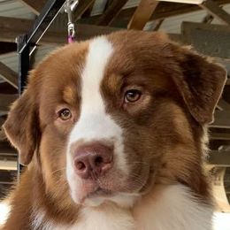 Australian Shepherds from Bellamist Aussies