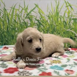 Cream Male LH - Cream male Dachshund puppy in Cleveland, Tennessee from Kelly's Doxie Farm