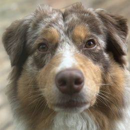 Australian Shepherds from OakHaven Acres Aussies