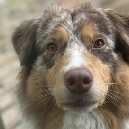 Australian Shepherds from OakHaven Acres Aussies