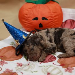 Chocolate merle boy - Merle male Labradoodle puppy in Colonial Beach, Virginia from Bristol Mine Kennels