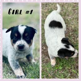 Girl 1 - Blue mottled female Australian Cattle Dog puppy in Prague, Oklahoma from S&B Cattle Co.